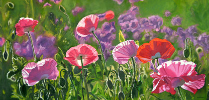 "Poppy Party" - 20"x 42" A signed edition Giclee art print from an Original oil painting of poppies glowing in the sun - by Andy Sewell