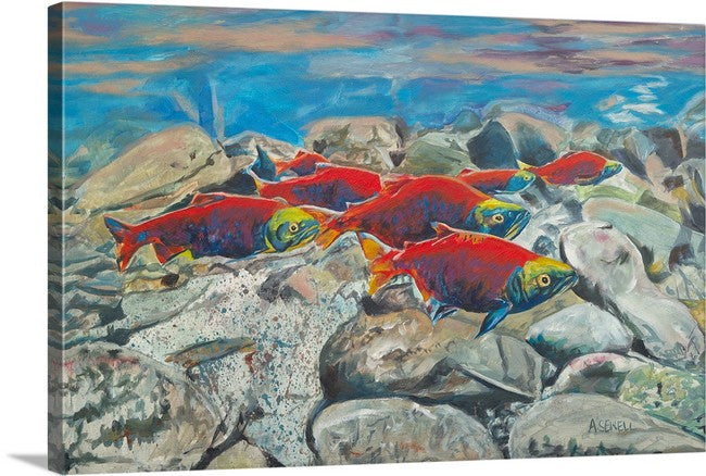 "Return of the Reds" - a canvas signed print of Sockeye Salmon or Kokanee on the return upstream.