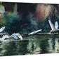 "Seven Swans" - 70x26 Canvas or Paper Giclée art print of Sevens Swans in flight.