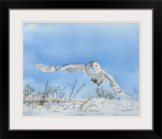 "Snowy Owl Swoop" watercolor giclee reprod. ltd. ed. s/n print