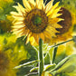 "Sunflower Sunshine" Original 7x10 or framed 11x14 watercolor or giclee print