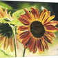 "Sunflower Glow" - 12x16 original watercolor or giclee print
