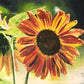 "Sunflower Glow" - 12x16 original watercolor or giclee print