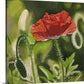 "Poppy Triplets - Red" -  10"x10" signed Giclee art print from oil painting.
